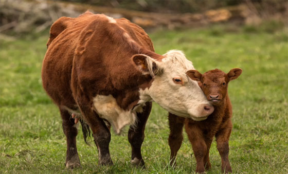 Cows